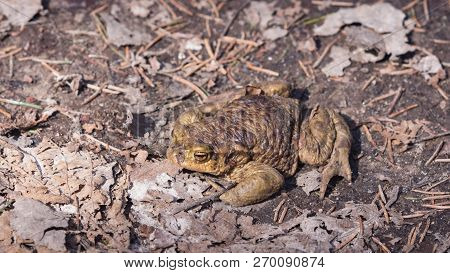 Common Or European Toad, Bufo Bufo, In Early Spring Close-up Portrait On Dry Leaves, Selective Focus