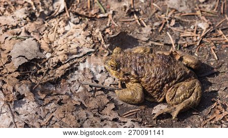Common Or European Toad, Bufo Bufo, In Early Spring Close-up Portrait On Dry Leaves, Selective Focus
