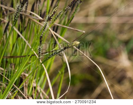 Blooming Black Or Common Sedge, Carex , Close-up With Bokeh Background, Selective Focus, Shallow Dof