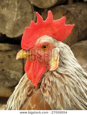 Kogut kogut chanticleer
