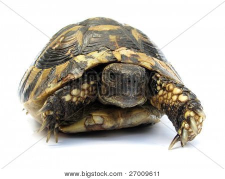Želva Testudo hermanni želva
