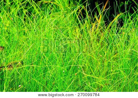 Aquarium Plant Needle Spikerush (eleocharis Acicularis) Shot In Aquarium.