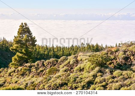 Mar De Nubes, Sea Cloud On The High Mountains Phenomenon In Tenerife, Canary Island
