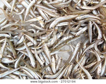 Spratto bristlings pesci