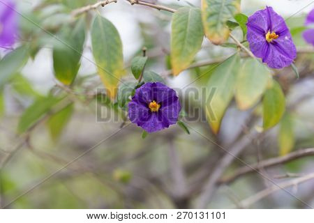 Paraguay Nightshade (lycianthes Rantonnetii)