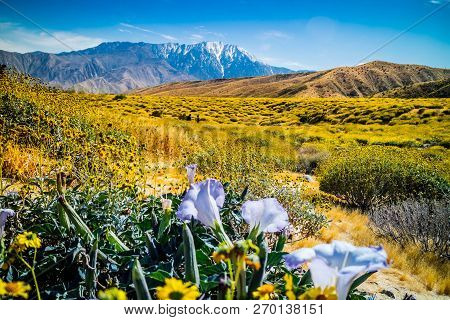 Purple Moonflowers Plants In Palm Spring, California