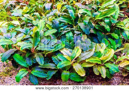 Aquarium Plants (bucephalandra Brownie Blue) Shot In Aquarium.
