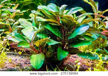 Aquarium Plants (bucephalandra Brownie Yellow) Shot In Aquarium.