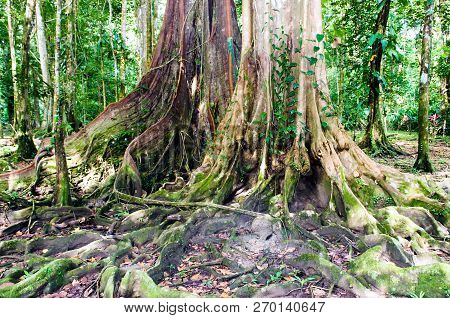 Lush Caribbean Rainforest With Large Sloanea Caribaea Tree Shot In Costa Rica (grandoca-manzanillo W
