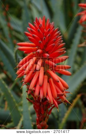Fiore rosso caldo Poker