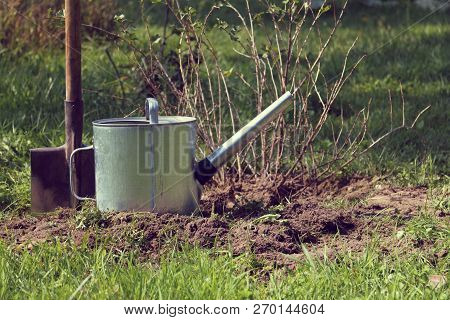 Metal Watering Can And A Shovel Against A Backdrop Of A Currant Bush In The Garden / Autumn Bushes T