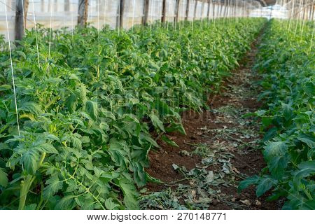 Bio Farming In Italy, Cultivation Of Tomatoes In Greenhouse, Agriculrutal Region Near Fondi, Lazio,
