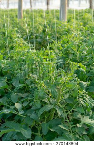 Bio Farming In Italy, Cultivation Of Tomatoes In Greenhouse, Agriculrutal Region Near Fondi, Lazio,