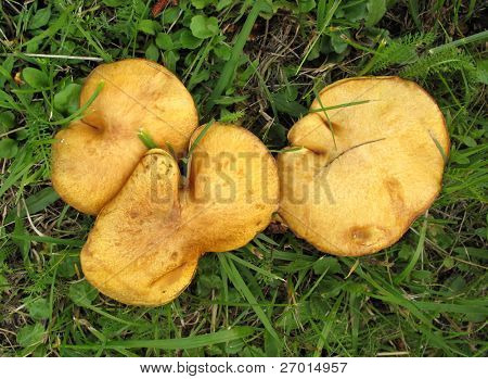 Suillus granulatus 눈물 Bolete 버섯