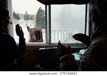 Wild Mountain Farm , Canning , Nova Scotia / Canada - Dec 31 2017 : Two Woman Playing And Feeding A 