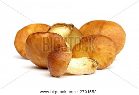 Suillus granulatus piangente porcino funghi