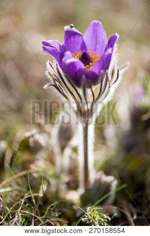 Spring Flowers Wild Pulsatilla Pratensis - Selective Focus, Copy Space