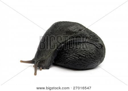 Schwarze Wegschnecke Arion ater