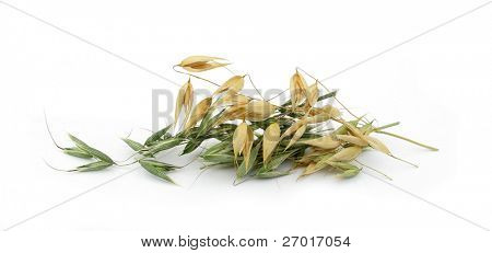 Avena