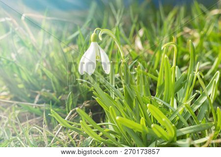 Nowdrop Spring Flowers. Delicate Snowdrop Flower Is One Of The Spring Symbols Telling Us Winter Is L