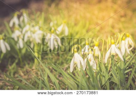 Nowdrop Spring Flowers. Delicate Snowdrop Flower Is One Of The Spring Symbols Telling Us Winter Is L
