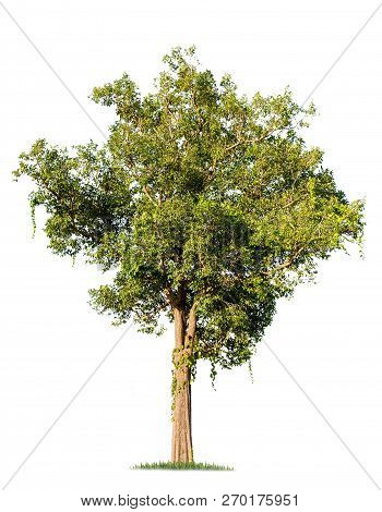 Isolated Big Tree On White Background. Tropical Trees Isolated Used For Design, Advertising And Arch