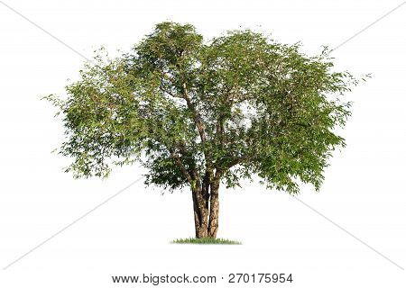 Isolated Big Tree On White Background. Tropical Trees Isolated Used For Design, Advertising And Arch