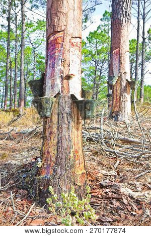 Extraction Of Natural Resin From Pine Tree Trunks - (europe - Portugal).
The Resin Is Used For Vario
