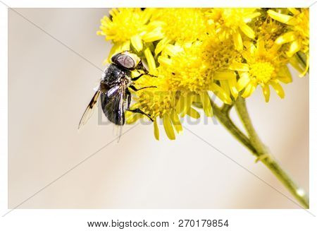 A Bee Looking For Polem In A Beautiful Garden