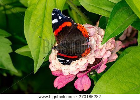 Admiral Butterfly On A Flower. Beautiful Butterfly Eating Nectar.
