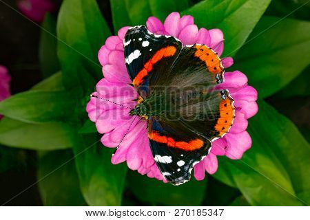 Admiral Butterfly On A Flower. Beautiful Butterfly Eating Nectar.