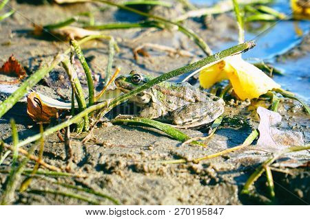 Frog On The Shore Next To Fallen Yellow Leaves