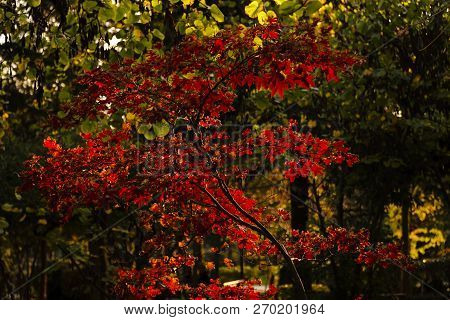 Beautiful Red Leaves Of A Japanese Maple Tree