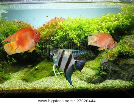  Akvarium
