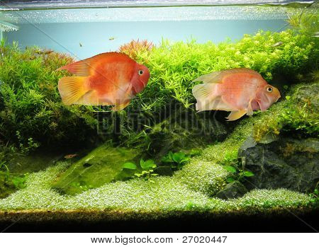  Akvarium