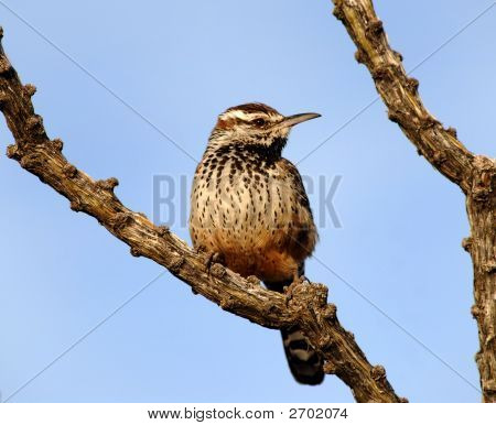 Cactus Wren