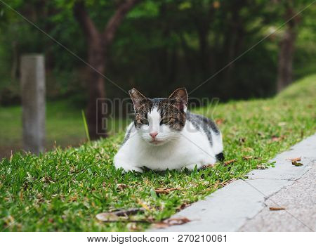 Cute Cat In Ourdoor Park, Beautiful Kitty
