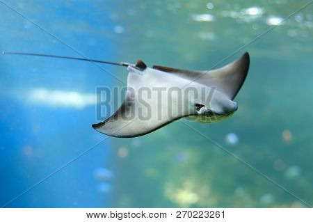 Stingray Swimms Under Blue Water. Closeup Stingray Through Aquarium Window.