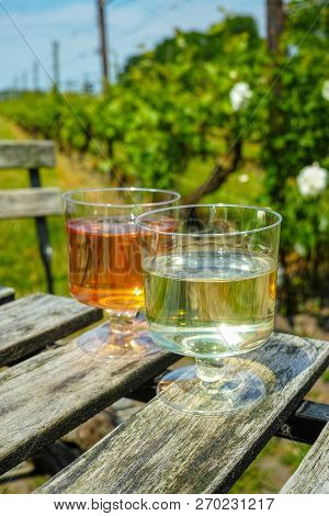Tasting Of White And Rose Wine Made On Dutch Winery In North Brabant On Vineyard With Grapes Plants