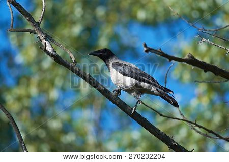 Yellow-beaked Chick Of Hooded Crow (corvus Cornix) Sits On A Branch Against The Background Of Tree C