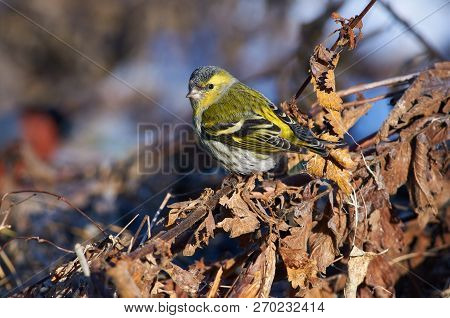 Siskin Sits On The Stem Of Last Year's Grass And Looks Back.