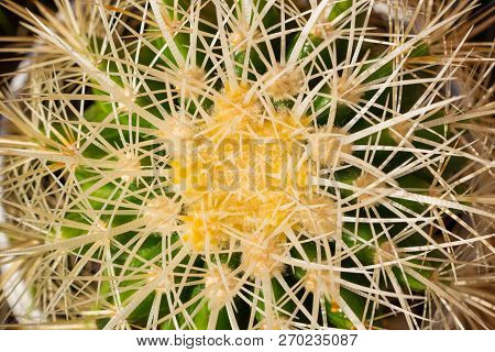 Prickly Cactus Closeup Top View. Stock Image. For Background.