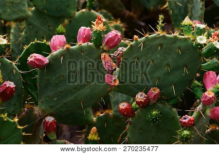 Prickly Pear Opuntieae Opuntia With Cactus Blossoms Forming