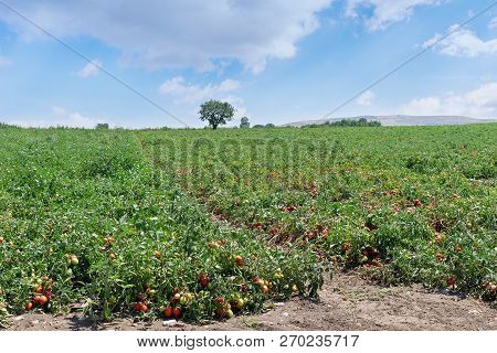 Plantation Of Tomatoes Red And Green Color. Tomato Field. Stock Image.
