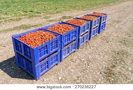 Freshly Picked Red Tomatoes In Big Plastic Boxes On The Field. Stock Image.