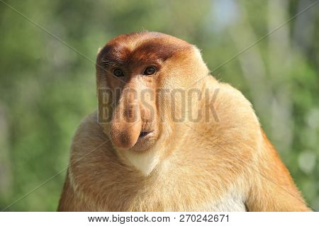 Proboscis Monkey Or Nasalis Larvatus At Borneo
