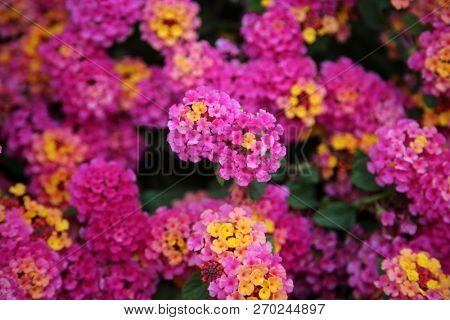 Pink Lantana Flowers. Beautiful Pink Lantana Flowers with hints of Yellow, Green, Gold, Purple, Brown and White. 
