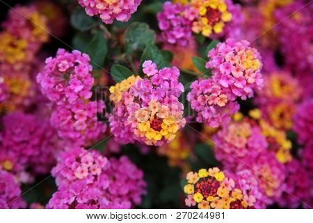 Pink Lantana Flowers. Beautiful Pink Lantana Flowers with hints of Yellow, Green, Gold, Purple, Brown and White. 
