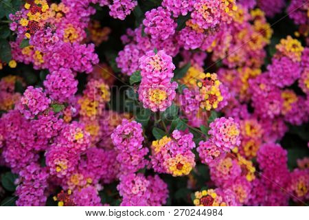 Pink Lantana Flowers. Beautiful Pink Lantana Flowers with hints of Yellow, Green, Gold, Purple, Brown and White. 

