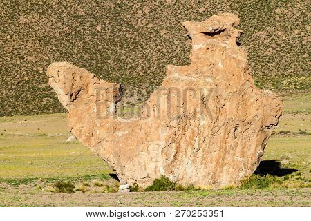 Rock Formation Called Camel In Italia Perdida In Bolivia